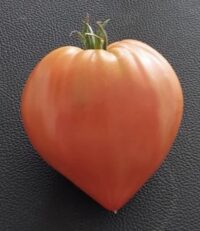 Große, schöne und klitzekleine Tomaten