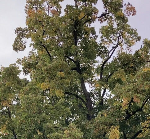 Vogelkonzert in der Linde