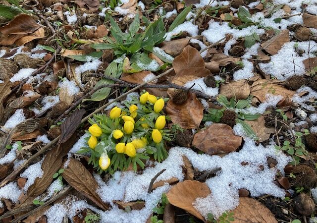 Winterlinge im Garten