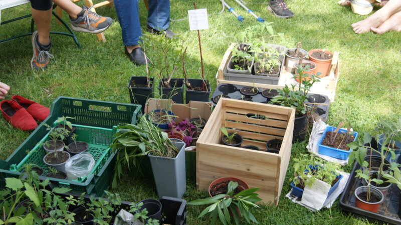 Pflanzentausch und Frühlingsplausch – Die  “Offene Gartenrunde” im Mai 2023