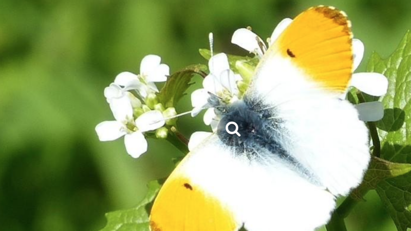 Falter im Garten