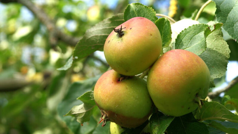 Apfelpressen in Eden und Gransee