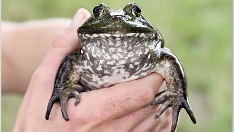 Warnung vor dem Ochsenfrosch