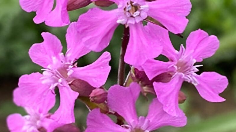 Rückblick Offene Gartenrunde im Juli