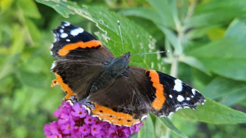 In Eden gesehen … (II)