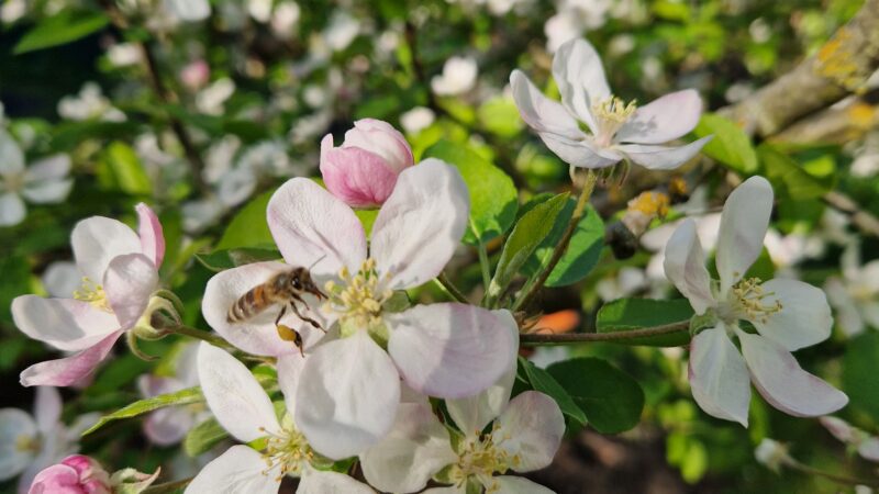 In Eden gesehen (Januar – April)