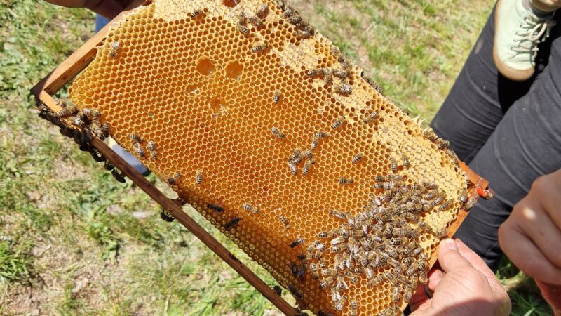 Das war die Bienenführung im Schulgarten
