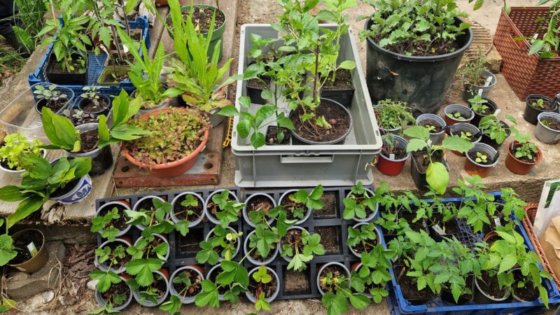 Rückblick Offene Gartenrunde im Juni
