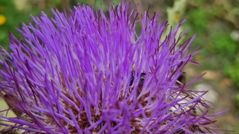 In Eden gesehen (Mai – August)