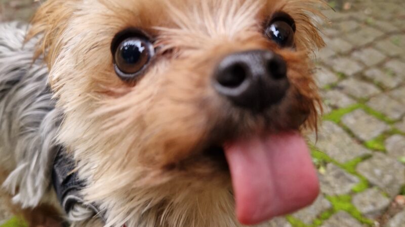 Hundeverstand statt Zaungebrüll: Tipps der Hundetrainerin