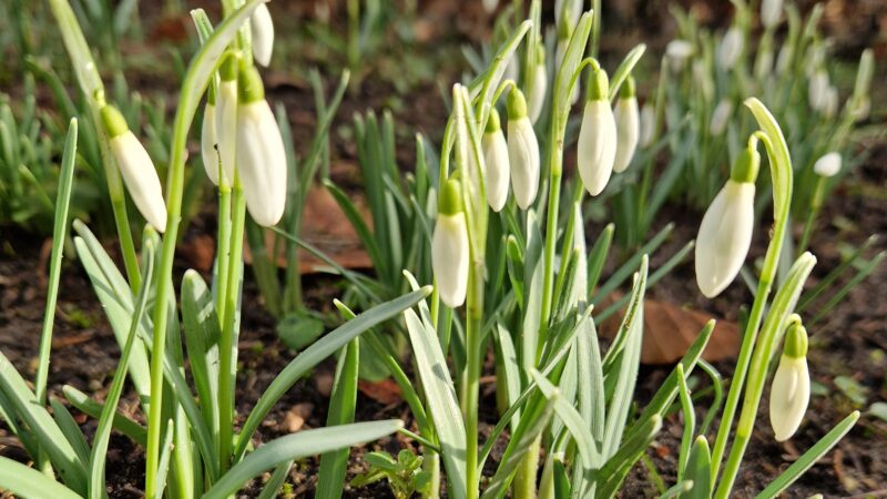 In Eden gesehen (Januar & Februar)