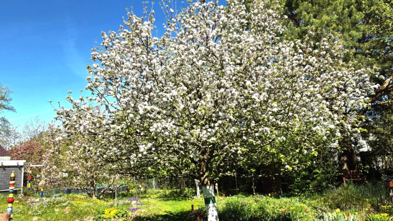 Eden damals: Unterm Goldparmänenbaum und Familie Kohnert